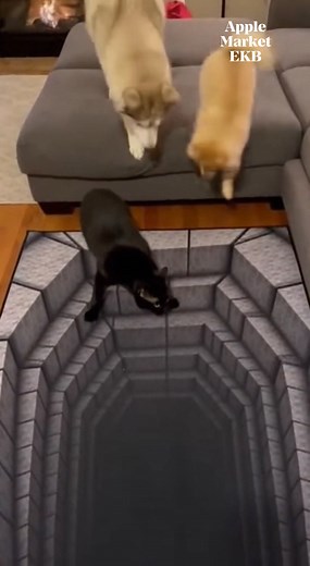 10M views · 168K reactions | When your husky “tests” the pit with YOU first  #huskylife #pomeranianlove #PetComedy #viralpetmoments #4krealisticpets #CatReactions #PetTokPH #PetParents No animals were harmed. All actions are gentle, playful, and completely safe. This scene is a fun reaction to an optical-illusion carpet. | Apple Market EKB | Facebook