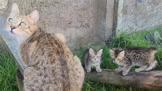 14 reactions | First time our Kiwi Pixie babies our out in the cattery. Meeting there daddy for the first time. Almost time to go the their forever homes There will be a few very happy families getting a kitten before Xmas Well socialize with two mums and all. Lola Pixie mum and Lexie our Rottweiler. Lexie has token over kitten duties on the second litter as well. | Kiwi Pixie Bobs | Facebook