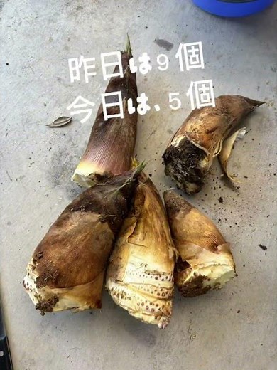 【自然栽培】山の畑の春作業｜草刈り・筍掘り・ラベンダー植え #自然栽培#畑仕事#山の暮らし#田舎暮らし#ハーブ栽培#ラベンダー#農業#スローライフ#畑ライフ#日本の田舎#japanlife