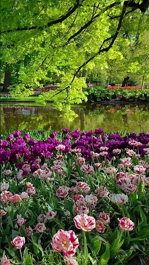Planning Keukenhof 2026? 🌷 See This First