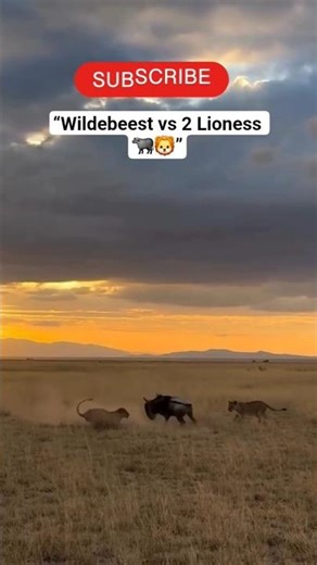 Wildebeest vs Two Lioness 😱🦁 | Lone Warrior Fight for Life | Wildlife Shorts #shorts