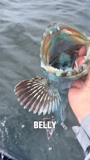 I Caught a Blue Alien… | Wendell Fishing