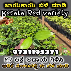 962K views · 3.8K reactions | 10 ಲಕ್ಷ ಅದಾಯ ಒಂದು ಹೆಕರೆಗೆ, ಕೇರಳದ ಕೆಂಪೂ...