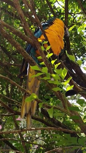 🦜🦜The blue-and-yellow macaw (Ara ararauna)🦜🦜 #animals #dehiwalazoo #nature