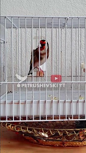 Goldfinch The BEST singing