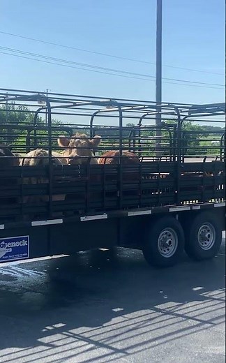 Load of Cattle 🐄 Livestock Trailer 🐄 Goosneck Trailer 🐄 Transporting Cattle