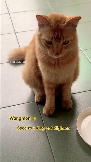 Digimon CATS in action 😸#cat #shorts #digimon #catlovers