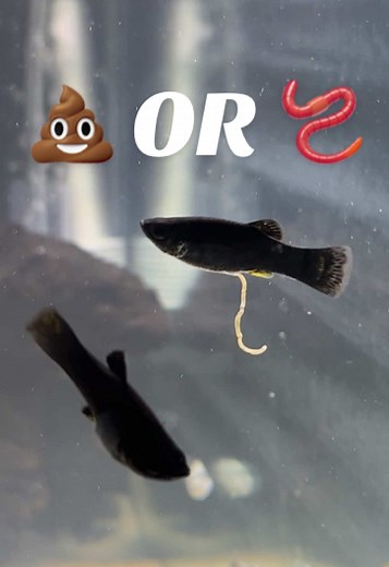 Identifying and Treating Fish Parasites in Your Tank