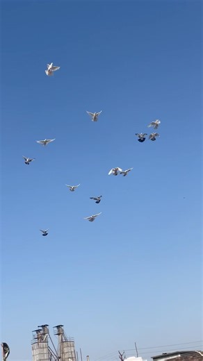 Kabutar lover #kabootar