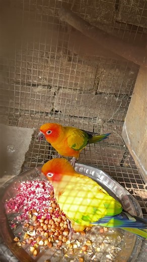 Breakfast time of my Sun conures ❣️