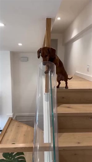 Digital Zoo AI (@digitalzooai)’s videos with 原声 - Funny