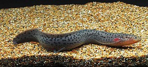 Spotted African Lungfish (Protopterus dolloi) | Tropical Fish Keeping