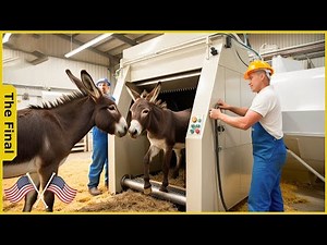 How China’s Donkey Farming Reached $1.2B In 12 Months With 1.8M Donkeys - Farming Documentary