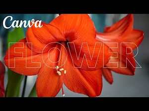 how to make Transparent Text effect with canva