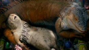 Beverly Hills Chihuahua - Beverly Hills Chihuahua: Pinata