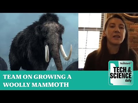 [Video] Bringing the woolly mammoth back from extinction with super special cells ...Podcast