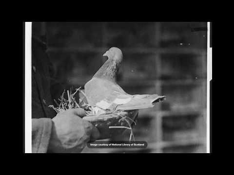 Carrier Pigeons