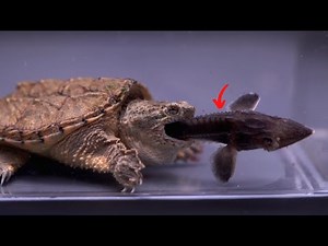 snapping turtle eats live sturgeon fish , enemy of life | live feeding