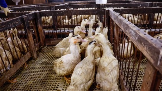 Local organization hopes to push forward ban on foie gras in Portland restaurants