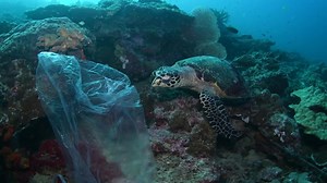 1.4K reactions · 441 shares | Last year, Amazon generated an estimated 709 million pounds of plastic packaging. A single ingested piece of plastic can kill a sea turtle. | Sailors for the Sea | Facebook