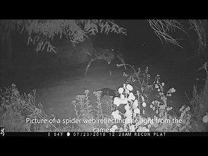 Alien Spider Creature after Cat