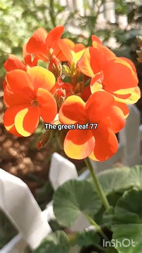 Collecting Geranium seeds #youtubeshorts #trending #flowers #shortvideo #garden #plants #viral #diy