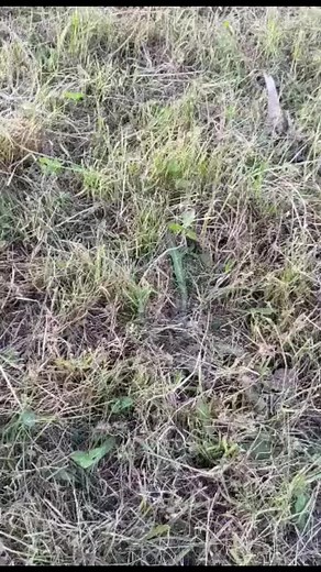 presenting, the baby #horses #equestrian #pony #foal #baby #cute #horse #horsesoftiktok