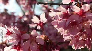 Spring tree with pink flowers. Spring border or background art with pink blossom. Beautiful nature scene with blossoming tree and sunlight.