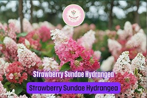 Strawberry Sundae® Hydrangea (hydrangea Paniculata) – 6–8in Rooted Starter Plant, Compact Hardy Shrub With Pink & White Blooms - Etsy