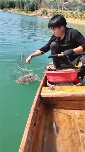 An Incredible Softshell Turtle Encounter! 🐢😲 #shorts