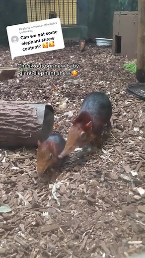 Welcoming Our New Baby Giant Elephant Shrew!