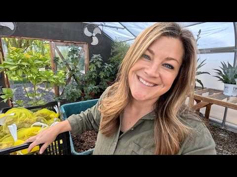 Potting 30 Amaryllis Bulbs & Leaf Cleanup!!! 😍🪴😍 // Garden Answer | Garden Answer