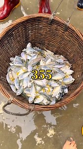 Fish calls | মাছের ডাক #fish #CALLS #fishing #fishinglife #fishingislife #fishingtrip #fisherman #fishtrapping #Amazing #beautiful #food #follower #highlighteveryone #highlightsシ゚ | Sheikh Jalal