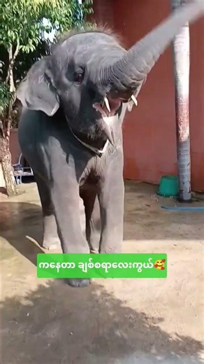 ချစ်စရာ ဆင်အက 🥰