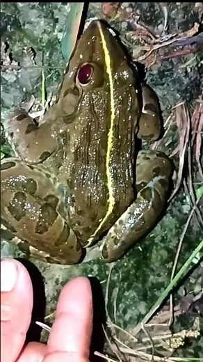 FUNNY Frog Videos That Are Actually MEMES