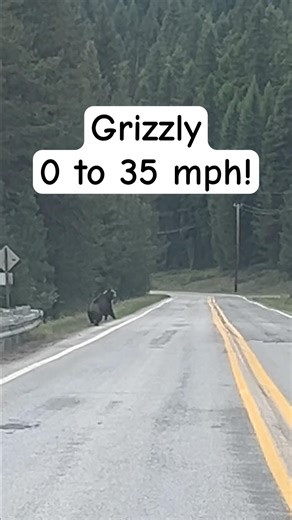 When a Grizzly kicks it in high gear