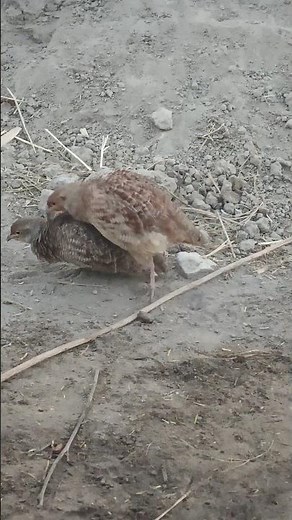 White Teetar Breeding | Rare Partridge Mating Moments | Wildlife Shorts"