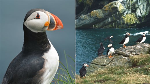 A guide to seeing puffins in Newfoundland and Labrador
