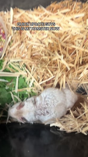 Hamster Pregnancy Update: Expecting Baby Pups Soon!