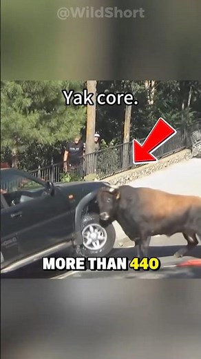 It Can Lift a CAR With a Single HORN! | Meet the Yak🐃
