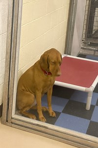 Yesterday, we went to the shelter to meet the Vizsla boy we had planned to adopt. We had everything ready—treats, toys, the thrill of finally bringing home a new family member. But the moment we saw him, our hearts tightened. Vizsla are usually bright-eyed, energetic, full of curiosity— but he was nothing like that. He sat quietly by himself, head bowed, eyes closed as if the world had been too heavy for far too long. The volunteer whispered, “He’s been here for a while… he’s gentle, just really