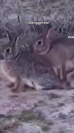 behavior of husband and wife🤣😅 follow the rabbit #videoshort #funny #comedy #wife #shorts #laugh