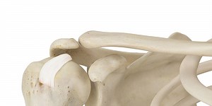 The ultimate guide to healthy bones
