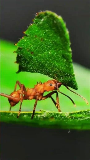 Leafcutter Ants Cut Leaves But Don’t Eat Them