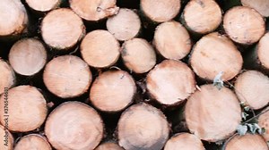 Lots of tree logs are complex rows for transportation to the factory. Logging on an industrial scale. Stock Video