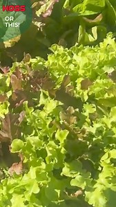 1.4K views · 14 reactions |  Planting made easy! Just lay the seed tape, water it, and watch your garden grow—no measuring or spacing needed! | Hoss | Facebook