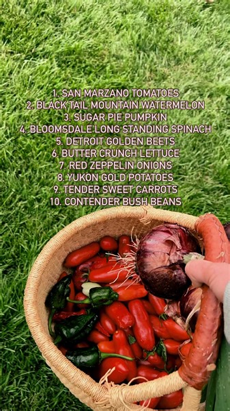 I try a few new varieties each year, but these are my tried-and-true favorites: - San Marzano Tomatoes - Black Tail Mountain Watermelon - Sugar Pie Pumpkin - Bloomsdale Long Standing Spinach - Detroit Golden Beets - Buttercrunch Lettuce - Red Zeppelins Onions - Yukon Gold Potatoes - Tendersweet Carrots - Contender Bush Beans What are your must-have varieties that you grow every year? 🌱 Comment SEEDS to get the info on my all-time favorite seed company (who sells all of these!) | The Prairie Hom