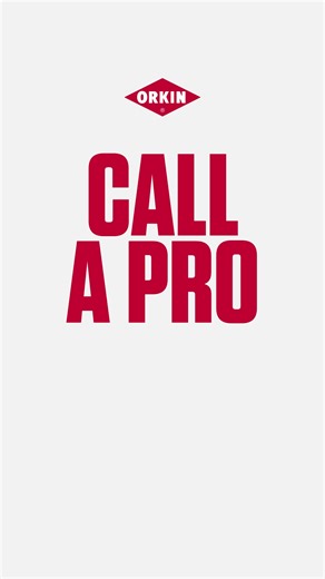 Backed by over 120 years of experience, Orkin Pros deliver lasting results against ants, roaches, spiders, rodents and more. Join millions who sleep better knowing their homes are protected by Orkin. | Orkin