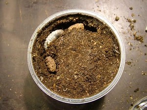 Goliathus goliatus - Erste Ei- und Larvenkontrolle