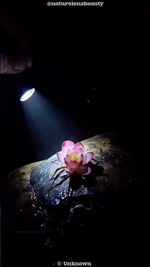 Orchid Mantis: The Deadly Flower Hunter! #shorts